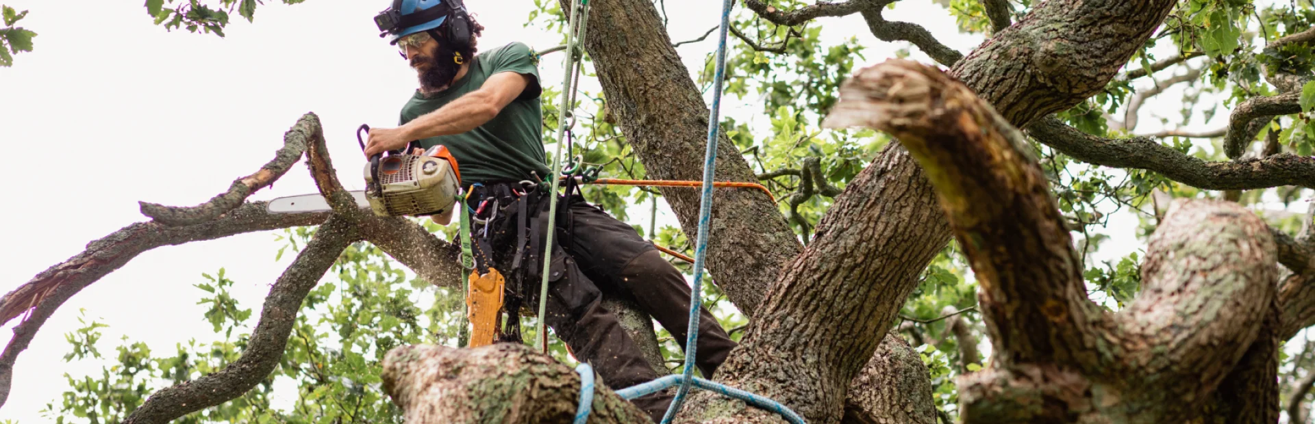 tree pruning breadcrumb