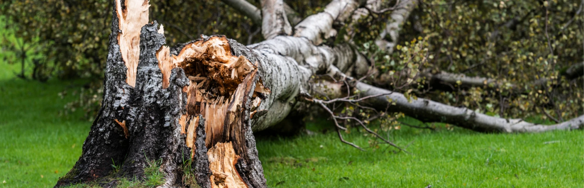 tree removal breadcrumb
